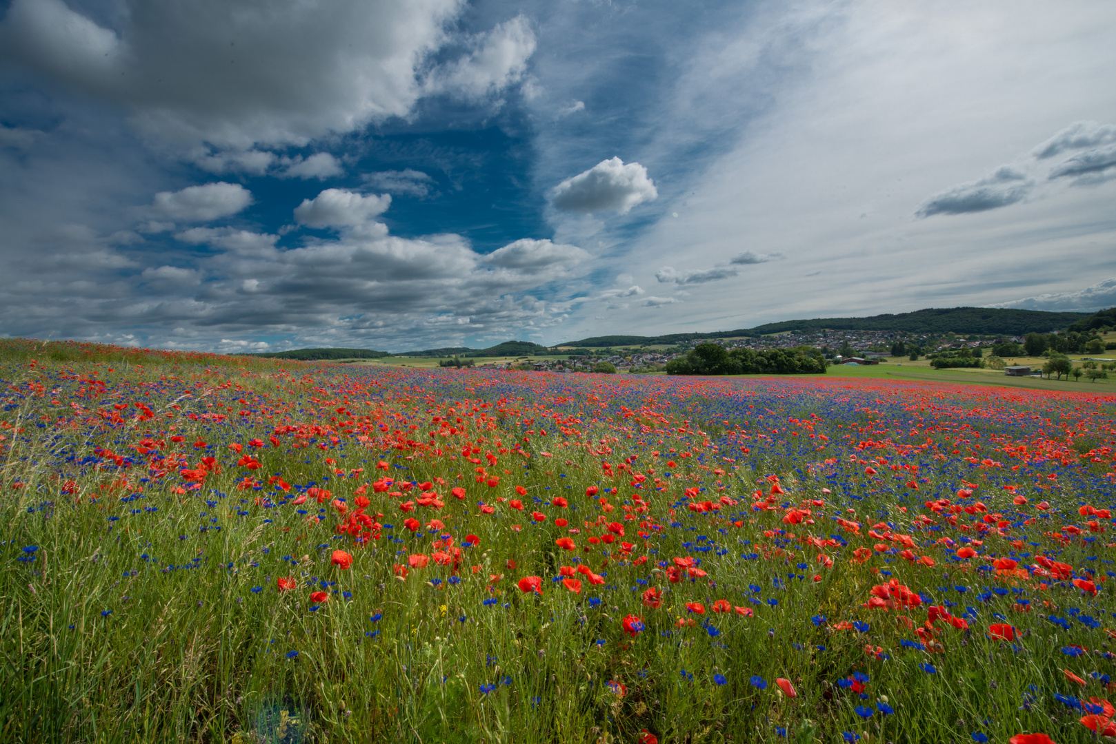 Mohnfeld  mit Himmel