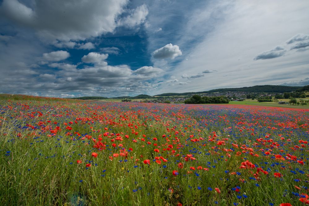 Mohnfeld  mit Himmel