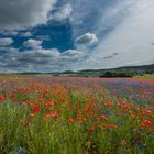 Mohnfeld  mit Himmel