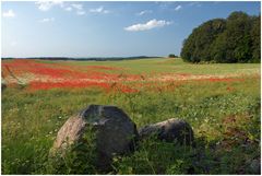 Mohnfeld mit Stein