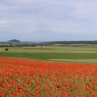 Mohnfeld Panorama