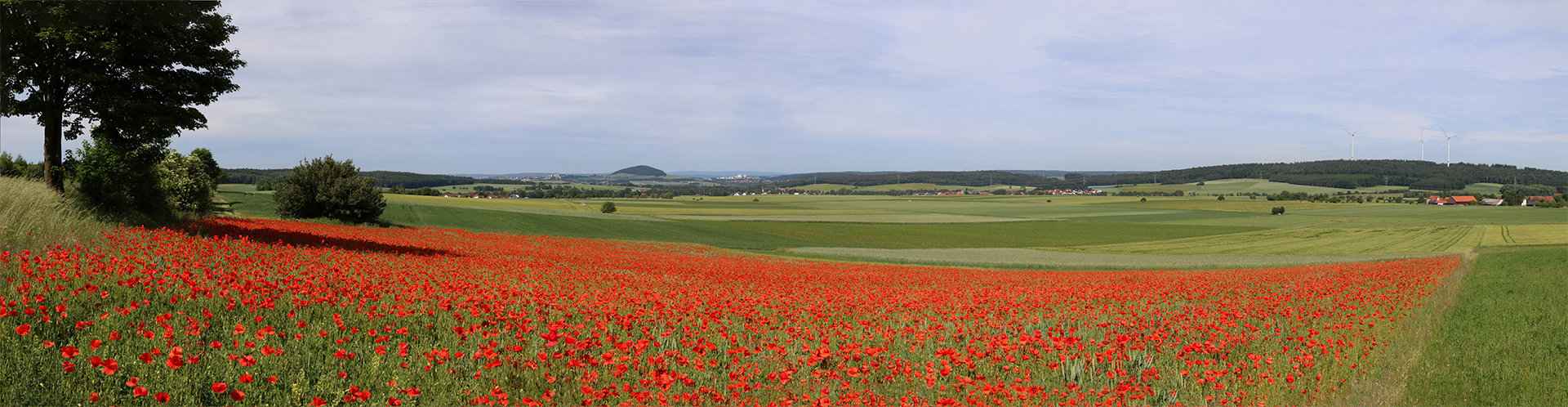 Mohnfeld Panorama