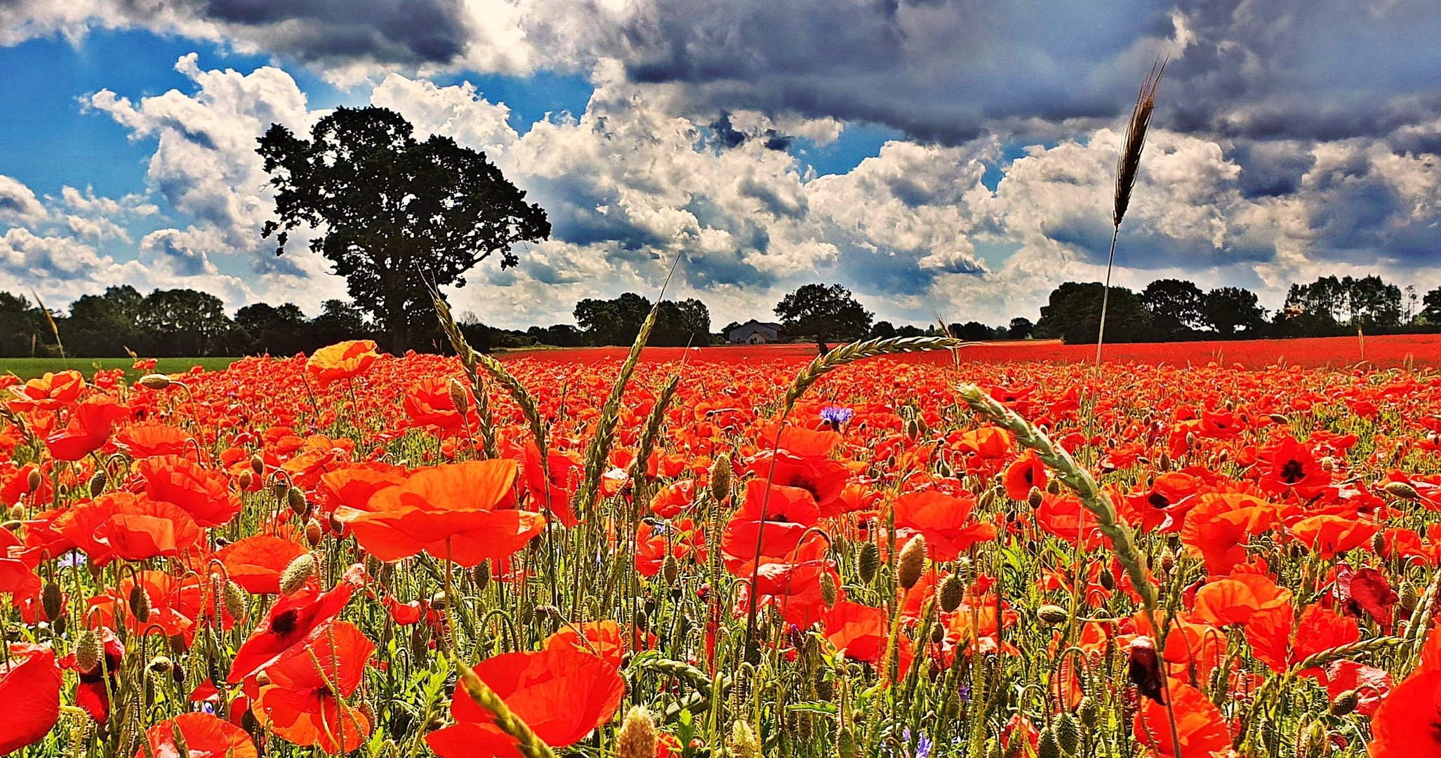 Mohnfeld (poppy field)