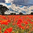 Mohnfeld (poppy field)