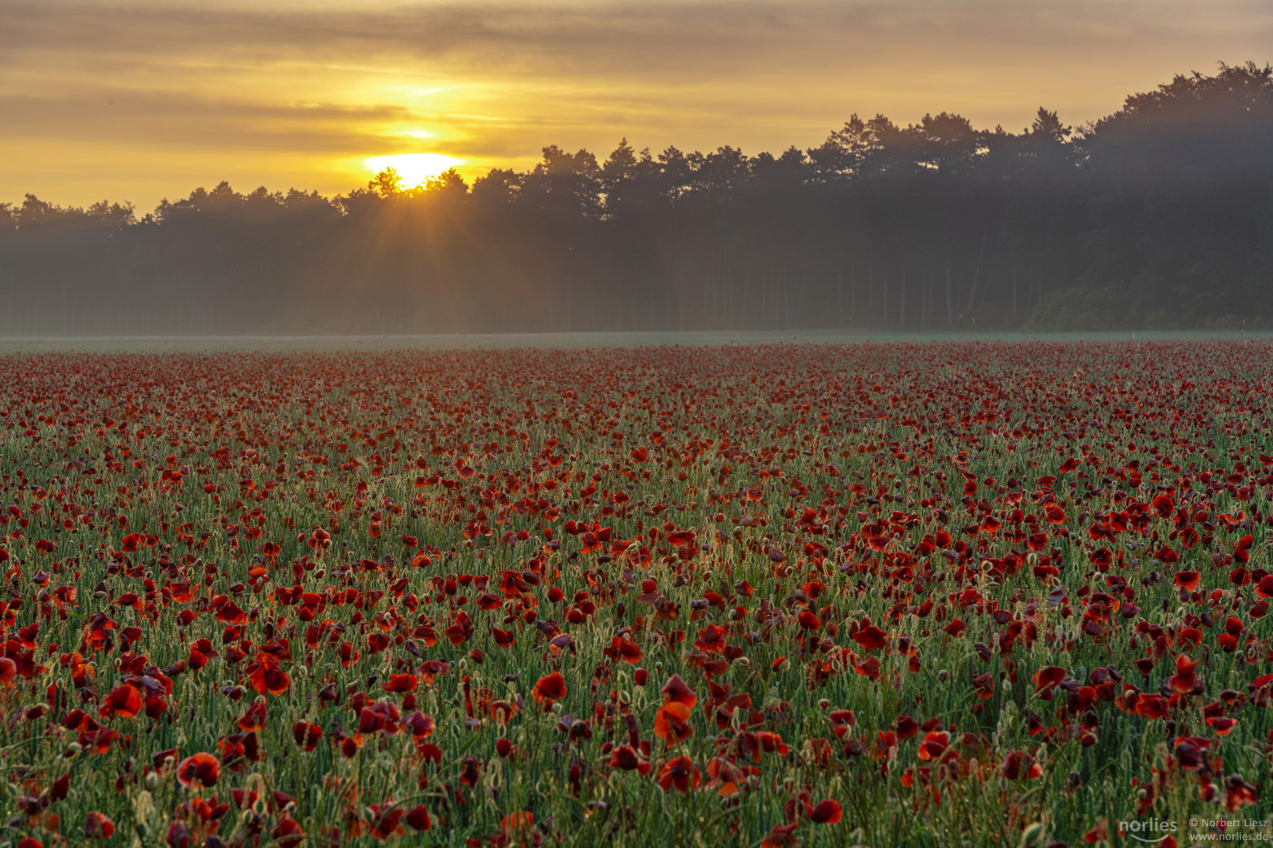 Mohnfeld Sonnenaufgang