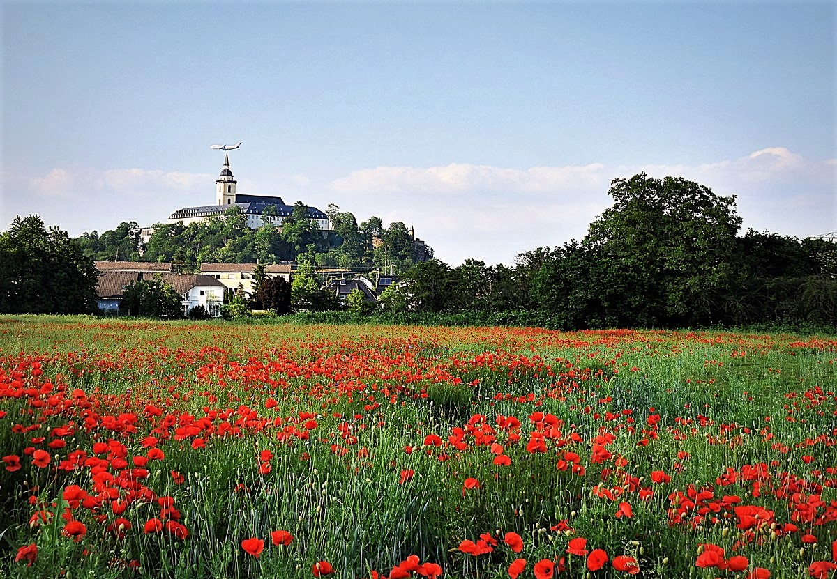 Mohnfeld und im Hintergrund der Michaelsberg in Siegburg 