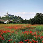 Mohnfeld und im Hintergrund der Michaelsberg in Siegburg 