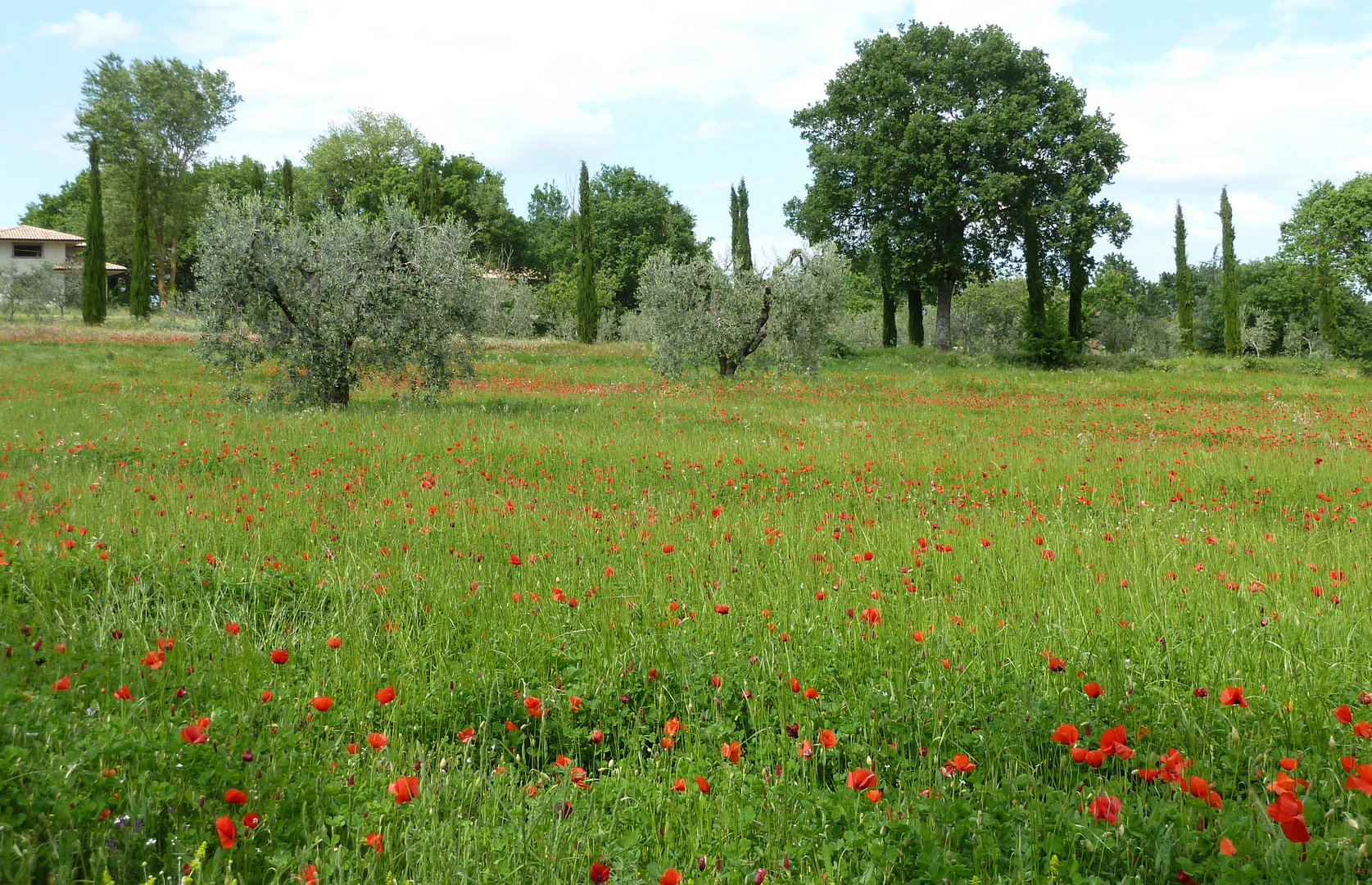 Mohnfeld und Olivenbäume