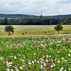 Mohnfeld vor dem Böhmerwald