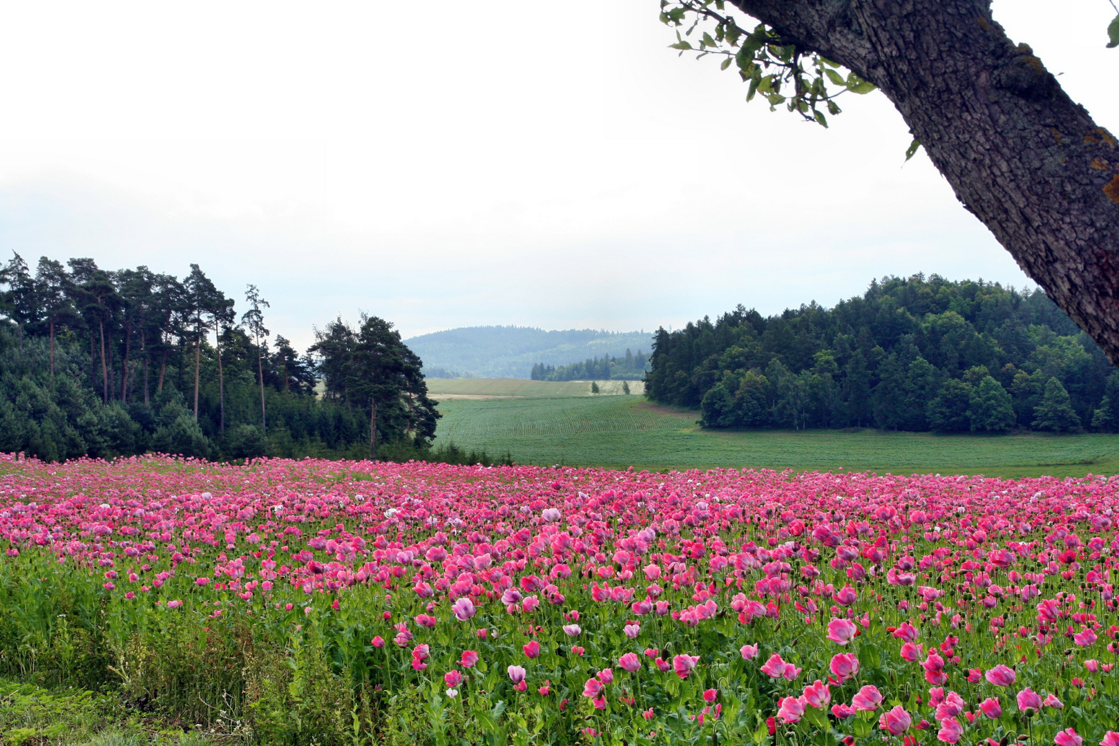 Mohnfeld vor dem Böhmerwald