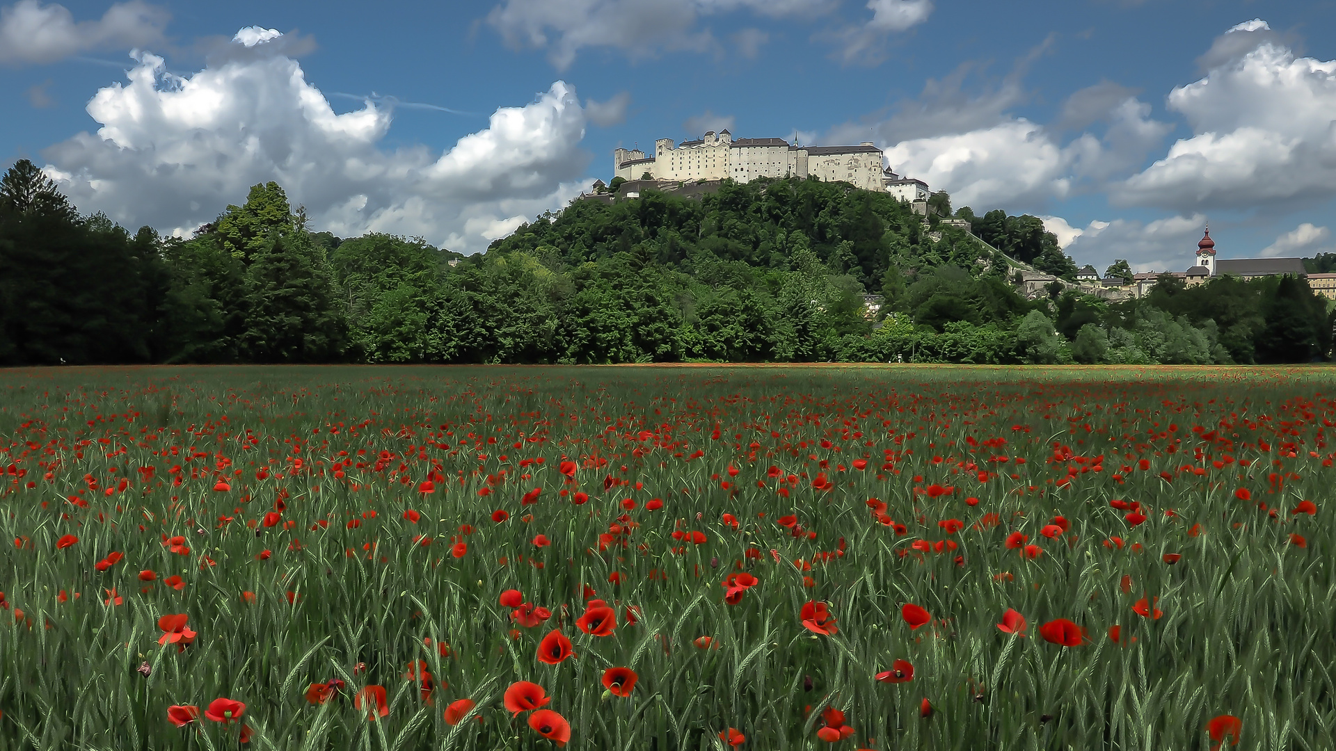 Mohnfeld vor Hohensalzburg