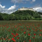 Mohnfeld vor Hohensalzburg