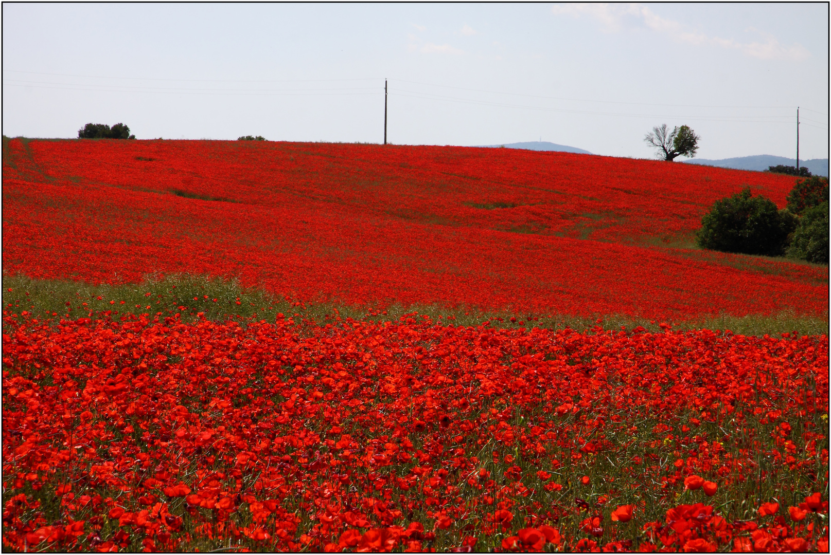 Mohnfelder bei Valensole 04 FR.