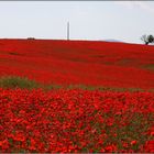 Mohnfelder bei Valensole 04 FR.