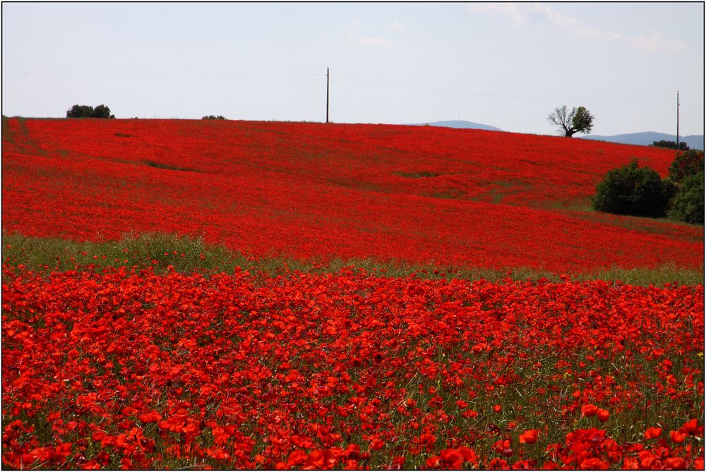 Mohnfelder bei Valensole 04 FR.