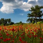 Mohnfelder in der Eifel 2