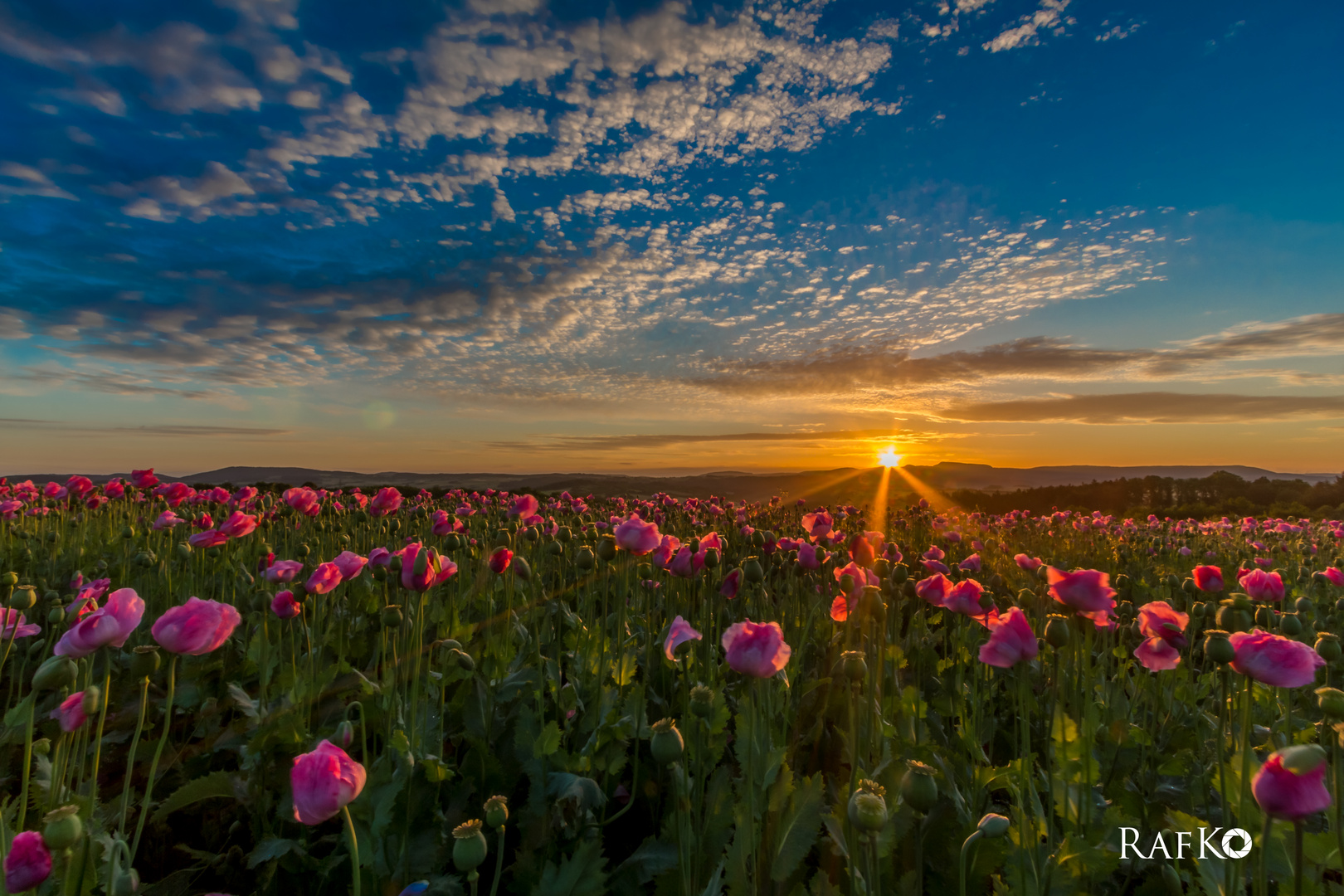 Mohnfeld_Germerode_HDR