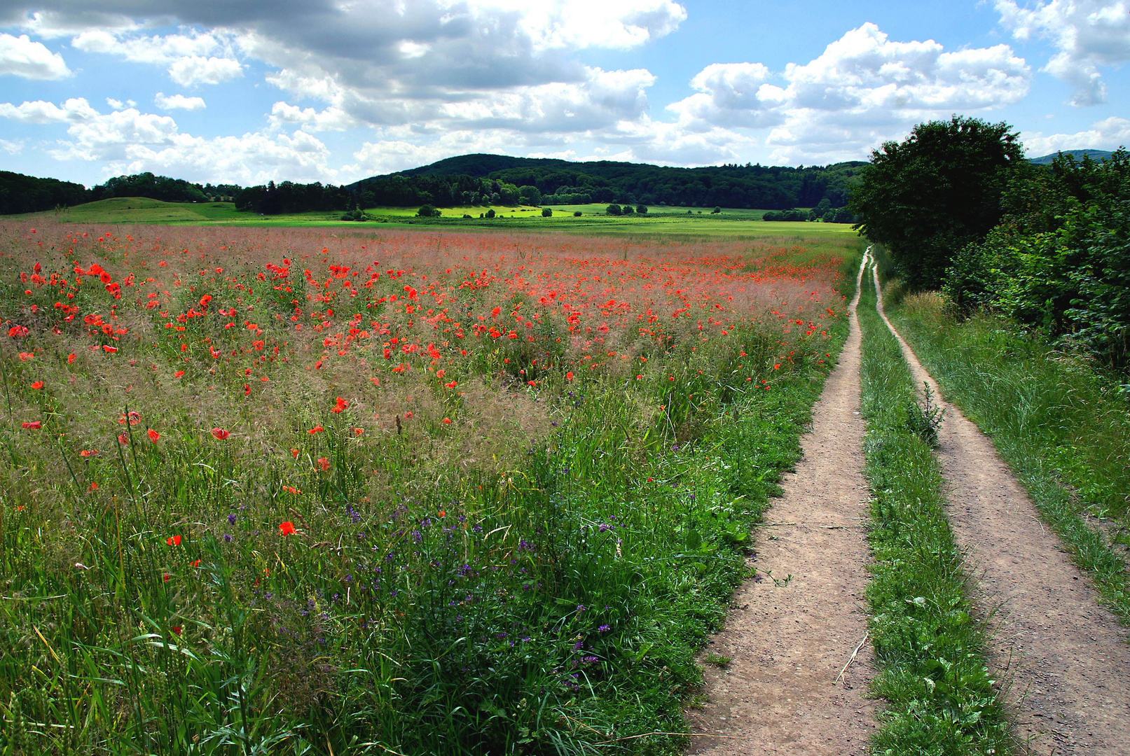 Mohnfeldlandschaft am Laacher See / Eifel