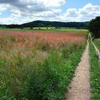 Mohnfeldlandschaft am Laacher See / Eifel