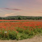 Mohnfeldpanorama