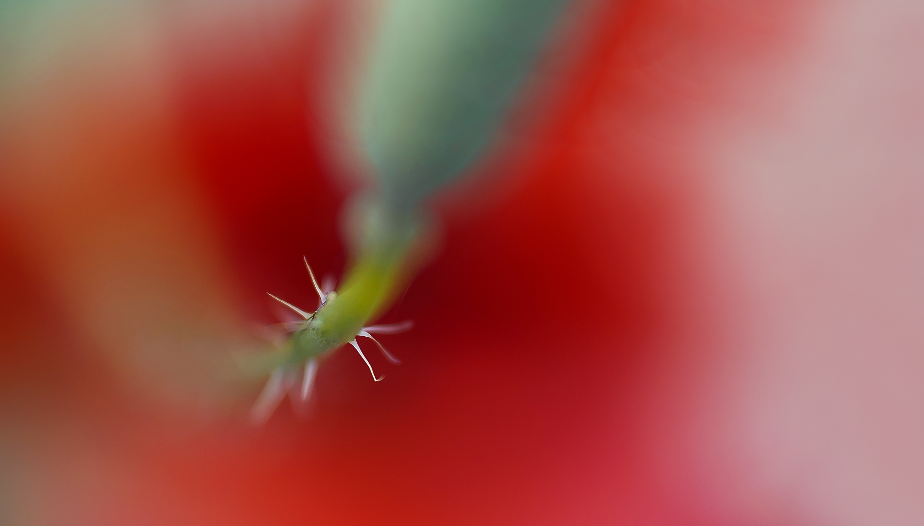 mohn.freuden ...