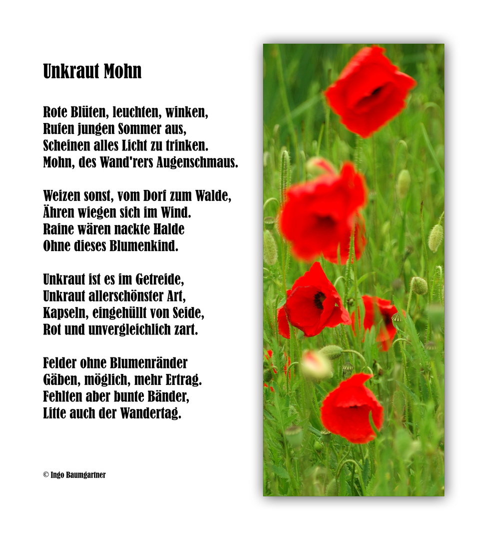 Mohngedicht