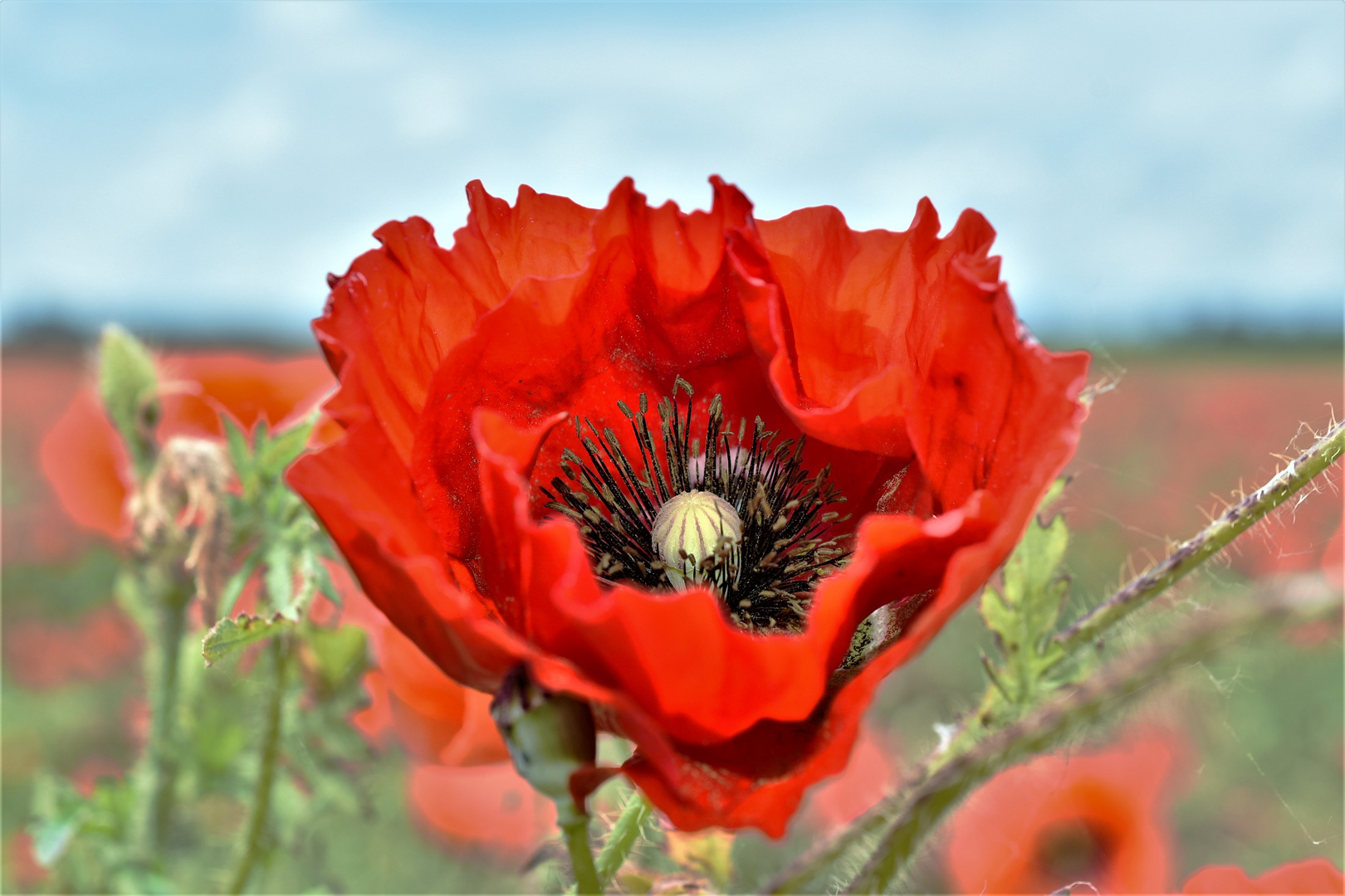 Mohn...Gewalt