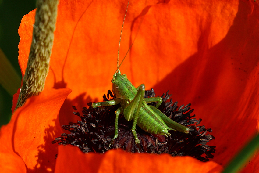 "Mohnhüpfer"