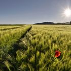 Mohn(i) im Kornfeld