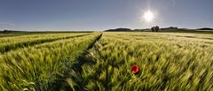 Mohn(i) im Kornfeld