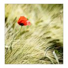 ***Mohn_III***