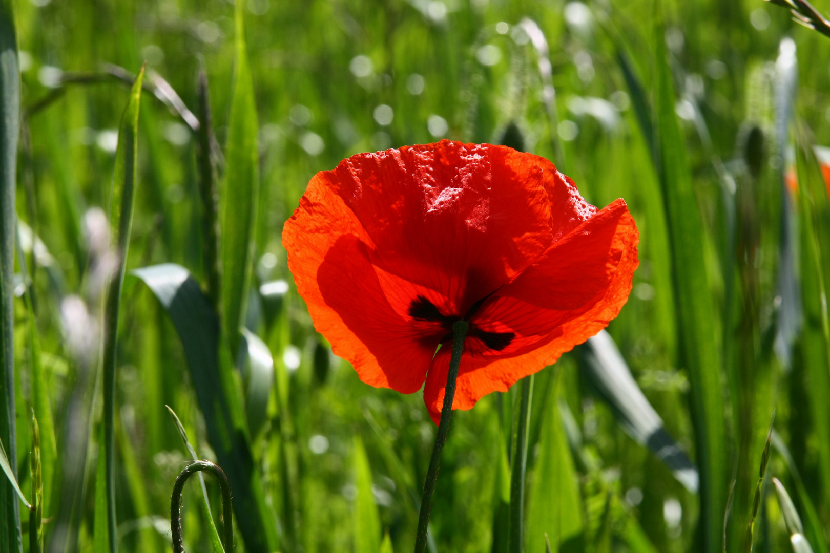 mohn...immer sehenswert