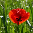 mohn...immer sehenswert