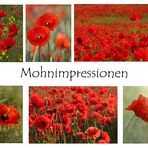 Mohnimpression....