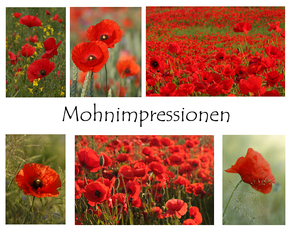 Mohnimpression....