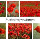 Mohnimpression....