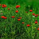 "Mohn'is über Mohn'is"