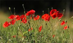 (Mohn)Junitage