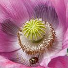 Mohn.Käferchen