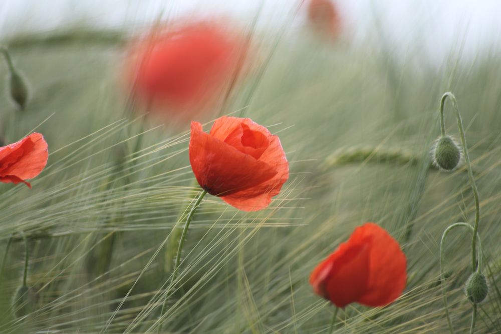 Mohn..kann nicht genug bekommen :-)