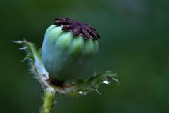 Impressionen Mohn 