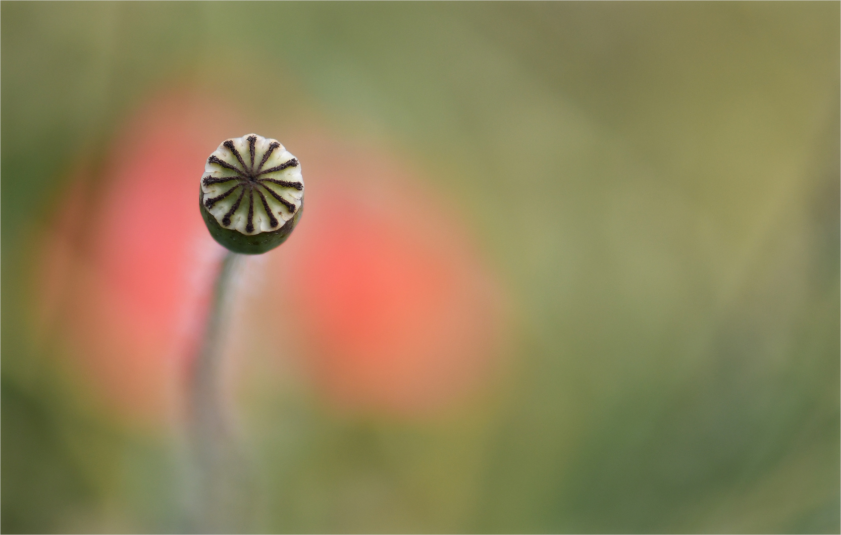 *Mohn°Kapsel*