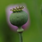 Mohnkapsel mit Tulpenhintergrund