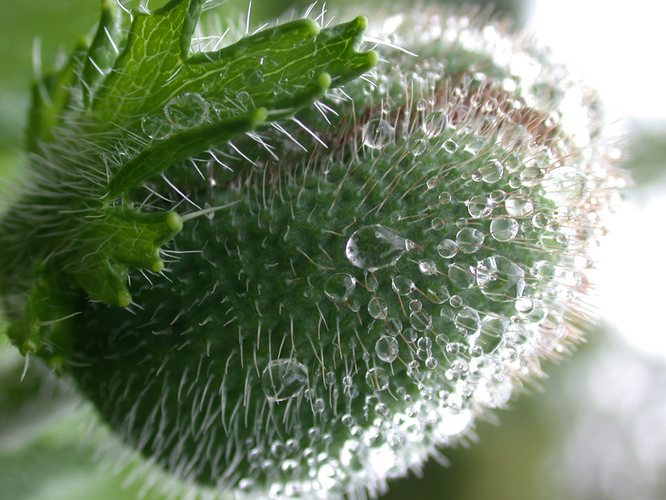 Mohnkapsel nach Regen