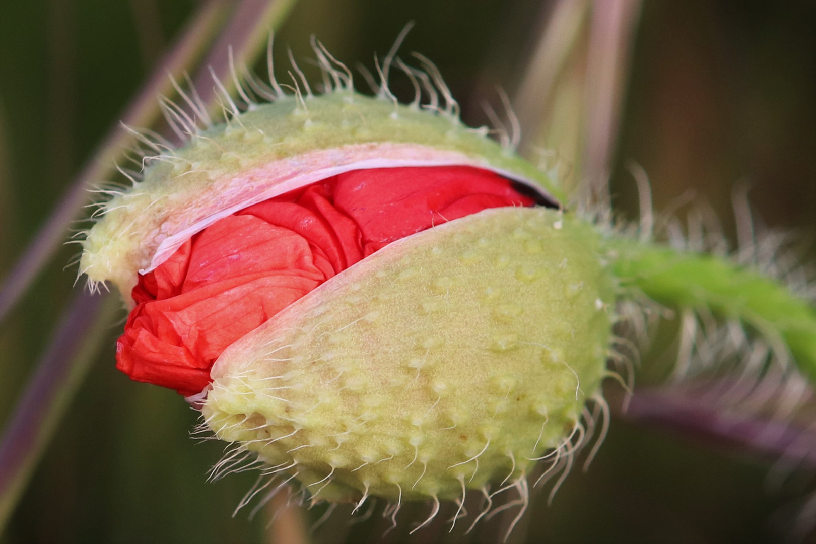 Mohnkapsel vor der Blüte