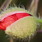 Mohnkapsel vor der Blüte