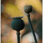 Mohn.Kapseln