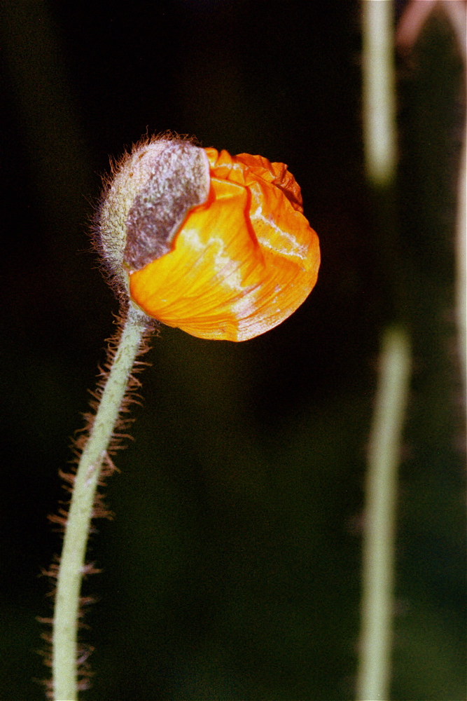 Mohnknospe bei Nacht