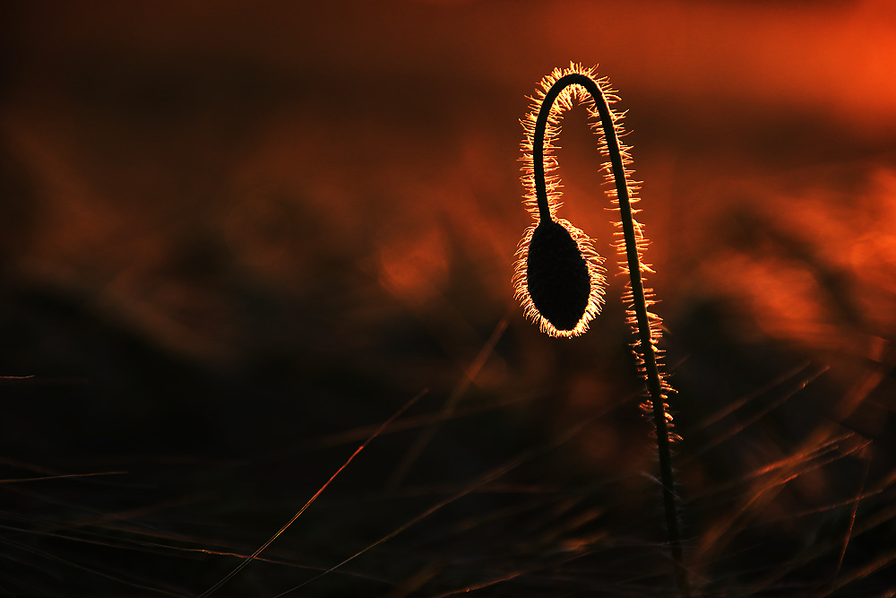 Mohnknospe bei Sonnenuntergang im Gegenlicht