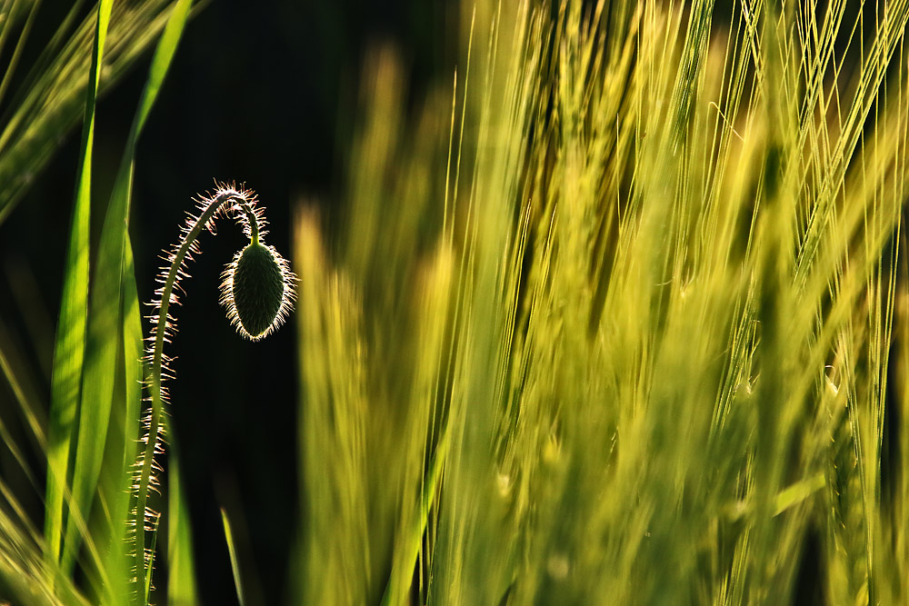 Mohnknospe im abendlichen Gegenlicht